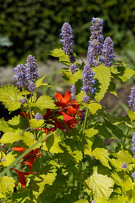 Jardin des Impressionnistes-127